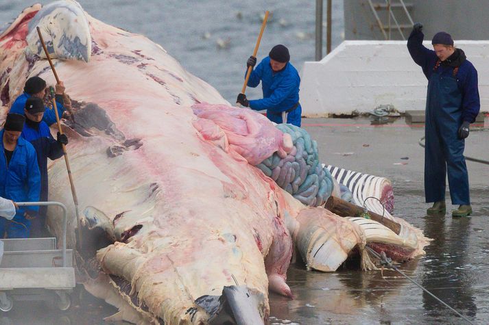 Þann 13. apríl lagði Hafrannsóknastofnunin til að ekki yrðu veiddar fleiri en 217 hrefnur á ári hverju á tímabilinu 2018 til 2025.