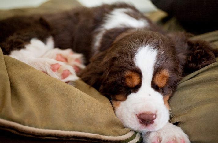 Fimm English springer spaniel hundar liggja í valnum og talið er að Alabama rot sé banameinið.