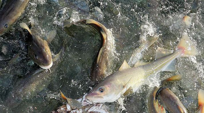 Eldisfiskur.