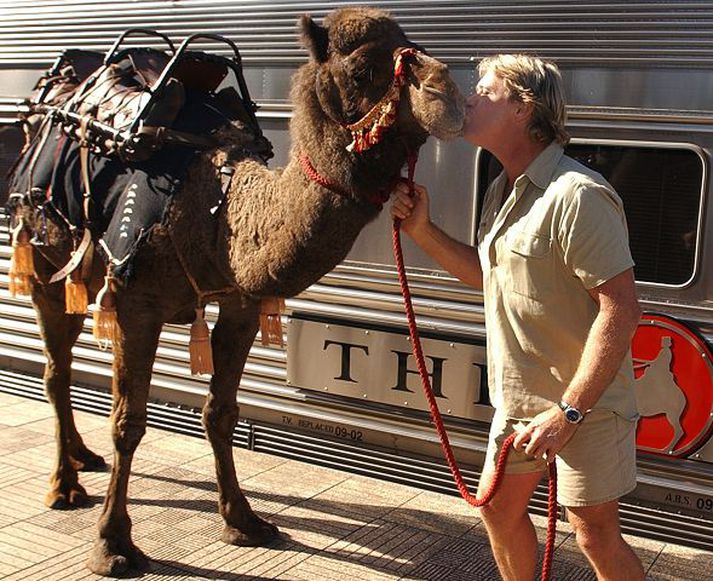 irwin og kimberly Steve Irwin ásamt kameldýrinu Kimberly. Óvíst er hversu umfangsmikil jarðarför Irwin verður.