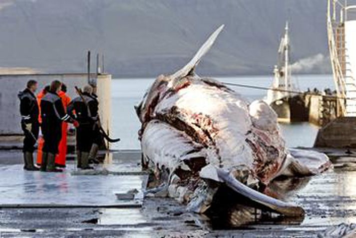 Fyrsta langreyðurin verkuð í Hvalstöðinni í Hvalfirði í október.