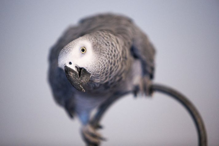 Páfagaukurinn Adóra er af tegundinni African Grey.