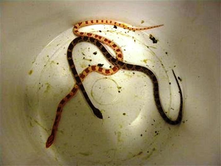 Lögreglan fann tvo kornsnáka við húsleit í íbúð í austurborginni í gær.