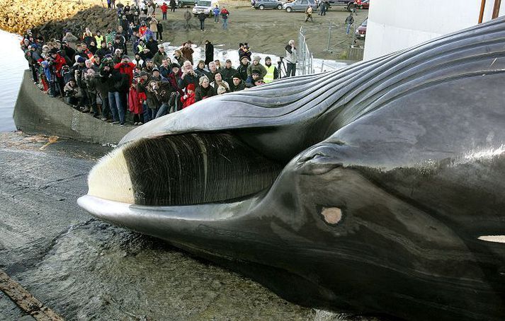 544 fin whales have been hunted in Iceland since 2009.