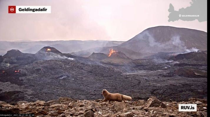 Í morgun skottaðist tófa fram hjá vefmyndavél Ríkisútvarpsins eins og ekkert væri sjálfsagðara.