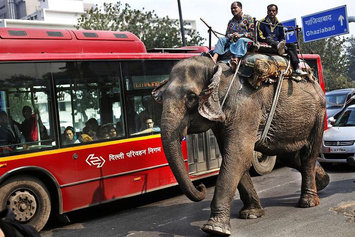 Tveir menn sinna erindum sínum á fílsbaki í höfuðborginni Nýju-Delhi.nordicphotos/AFP