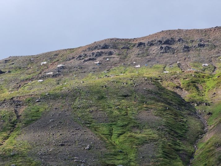 Innan tíðar verður þessi hlíð þakin stálgirðingum.