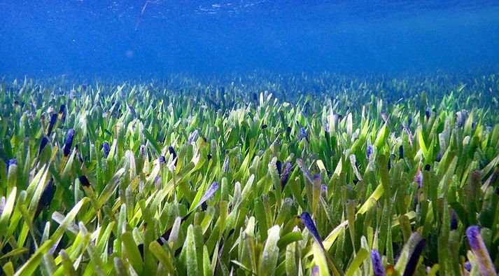 Sjávagrösin Posidonia australis.