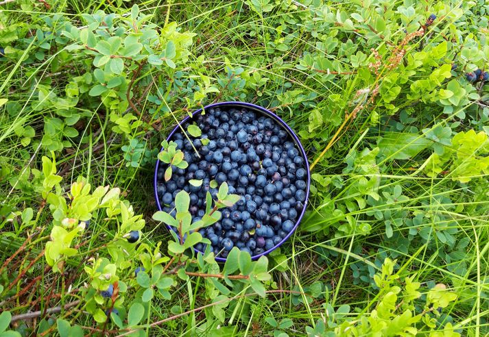 Innihaldsefni íslenskra berja eru óþekkt þar sem rannsóknir á þeim hafa ekki farið fram í meira en tuttugu ár.