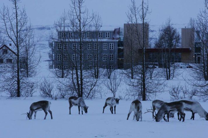 Um tuttugu hreindór spókuðu sig í miðbæ Egilsstaða.