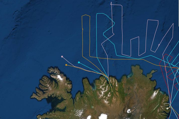 Ferlar skipanna um eittleytið í dag. Hákon EA er táknaður með bleikum lit, Polar Amaroq með gulum og Árni Friðriksson með ljósbláum.