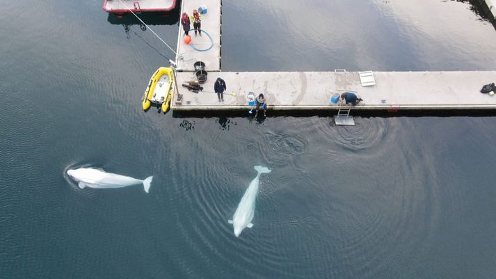 The whales swimming in Klettsvík.