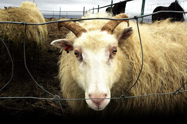 Riðuveiki hefur verið staðfest á búi í Skagafirði.