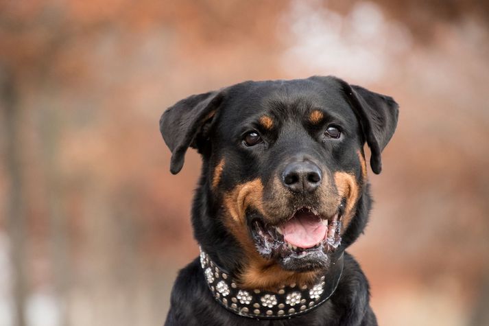 Um er að ræða Rottweiler, sem hafði dvalið á skemmtistaðnum í þrjá tíma.