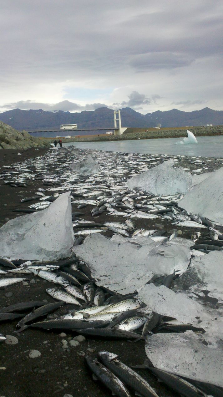 Heldur óvenjuleg sjón við Jökulsárlón í dag.