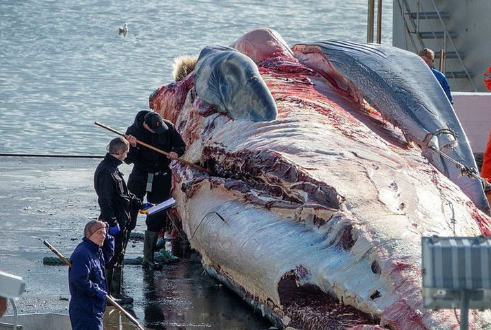 Hvalveiðarnar í haust munu mögulega hafa áhrif á kvikmyndaiðnaðinn hérlendis vegna andstöðu Hollywood.