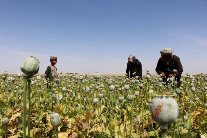 Bændur að störfum við ópíumrækt í Afganistan.