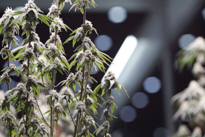 Áætlað er að um þrjú til tíu prósent barna og um 2,5 til fimm prósent fullorðinna séu með ADHD. Á myndinni er kannabisplanta en drengurinn hafði reykt kannabis áður en greiningarferlið hófst. 