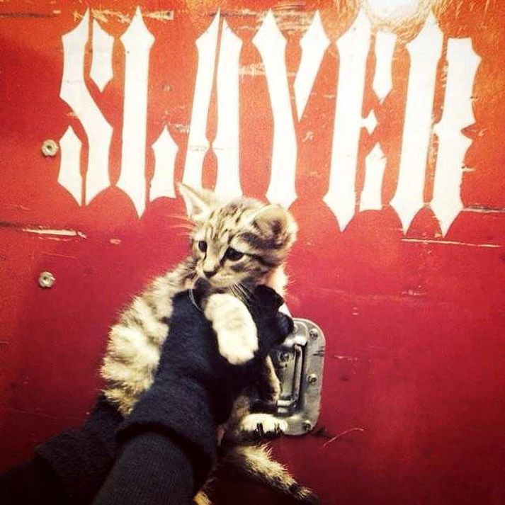 Slayer bjargaði kisunni Gypsy af götum Indianapolis.
