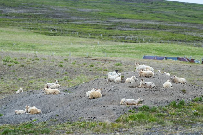 Garnaveiki er staðfest í sauðfé í Tröllaskagahólfi. Myndin tengist fréttinni ekki beint.