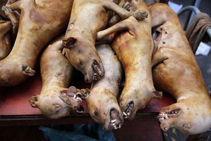 Frá hundakjötshátíð í borginni Yulin í Kína árið 2016.