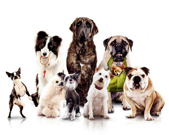 Hundamyndin Hotel For Dogs verður frumsýnd hérlendis á morgun. Hún fjallar um krakka sem geyma níu götuhunda í yfirgefnu húsi.