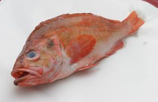 Fréttamynd