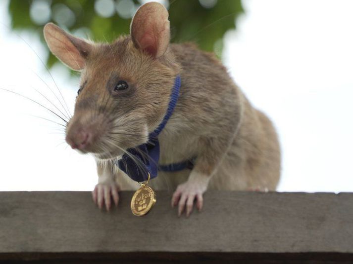 Magawa með medalíuna sem hann fékk á síðasta ári, fyrir vel unnin störf.