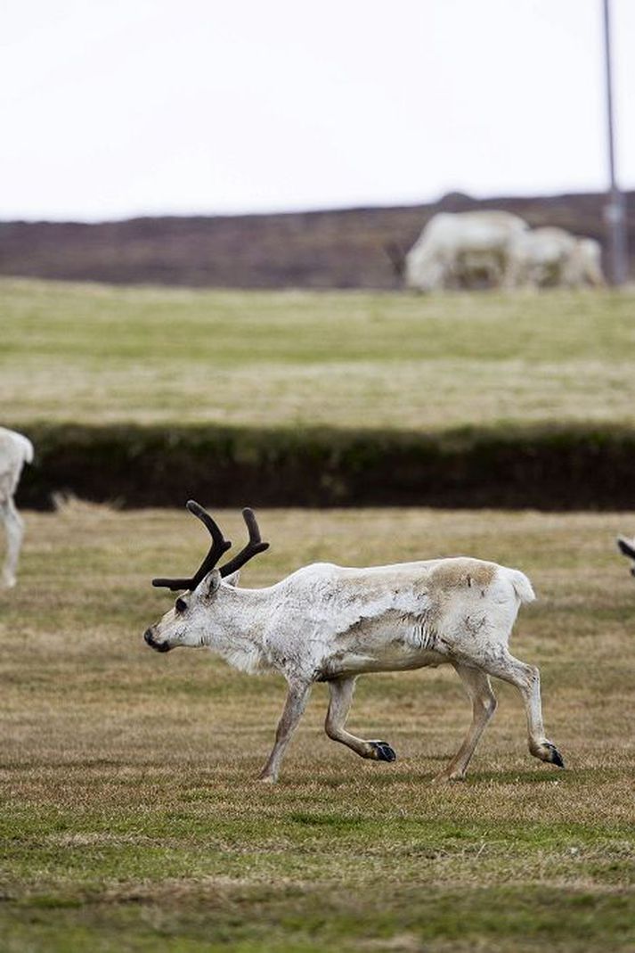 Talið er að hreindýr hafi valdið milljónatjóni á girðingum og löndum bænda.
Fréttablaðið/vilhelm