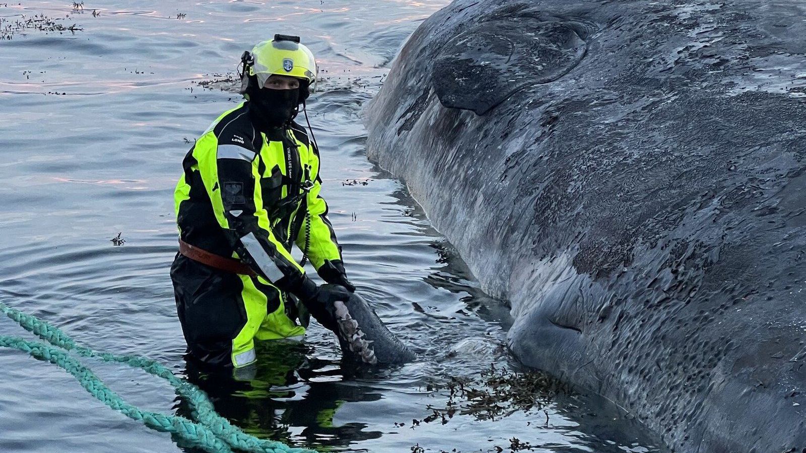 Drógu dauðan hval lengst út í hafs­auga