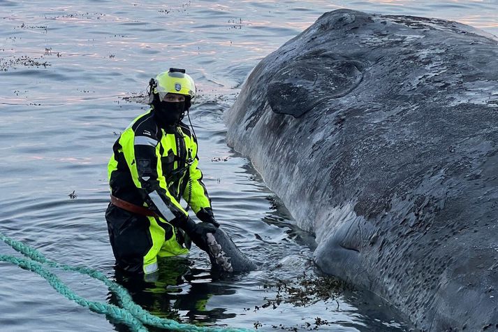 Frá aðgerð Landhelgisgæslunnar í Ísafjarðardjúpi í gær.