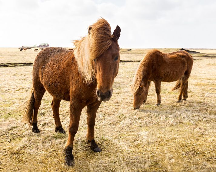 Ekki er ljóst hvernig slysið vildi til en maðurinn er þaulvanur hestamaður. Mynd úr safni.