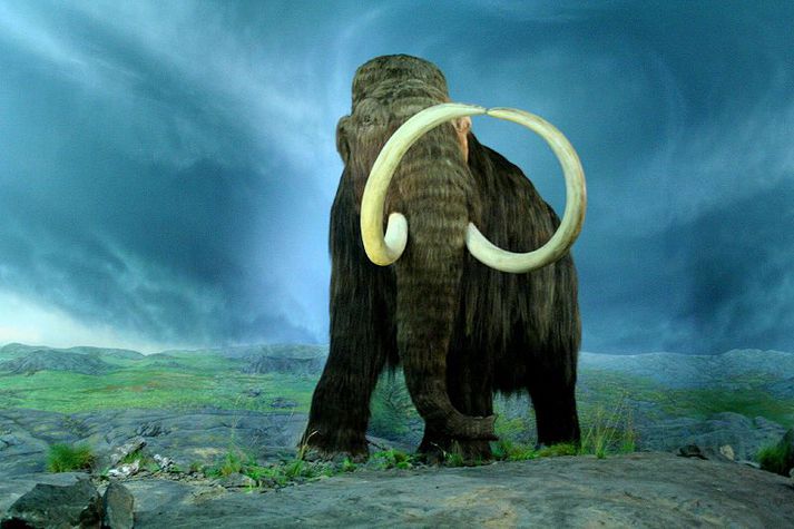 Ofveiðar mannsins varð ekki til þess að loðfíllinn dó út.