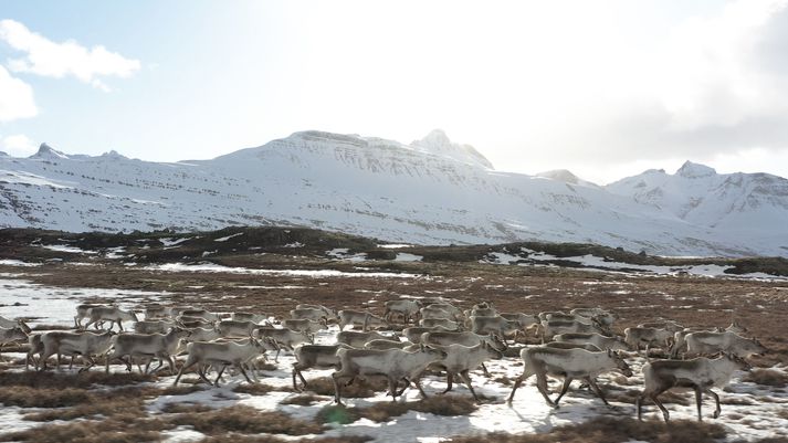 Garpur Elísabetarson ferðast einn um Ísland á tímum kórónuveiru. Um helgina hitti hann þessa fallegu hreindýrahjörð.