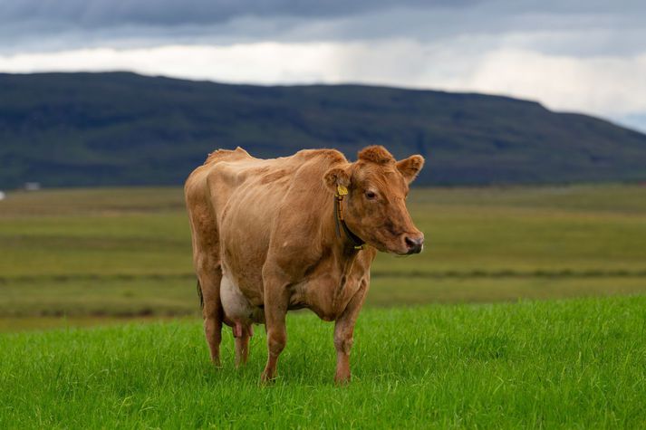 Erfitt er að tryggja eftirlit með að allir nautgripir séu örugglega úti í átta vikur á sumri. Matvælastofnun telur sig þó geta fylgst með því hvort nautgripir séu yfir höfuð settir eitthvað út á bæjum. 