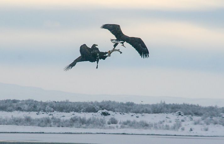 Á þessari mynd sem Gísli tók sést vel barátta arnanna um bráðina.