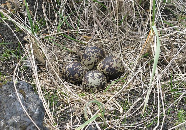 Lóan er komin í Surtsey.mynd/borgþór magnússon