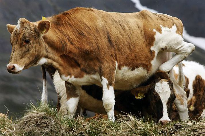 Bústólpi framleiðir fóður fyrir nautgripi, sauðfé, svín, hross og alifugla.