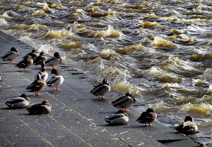 Lífsins ólgutjörn. Endurnar við Reykjavíkurtjörn virtust ekki kippa sér upp við það þótt í rokinu í gær myndaðist á henni umtalsvert öldurót, enda kannski smámunir miðað við það sem á undan var gengið um helgina. 