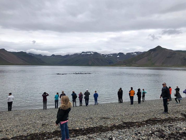 Grindhvalavaðan sést hér fyrir miðri mynd.
