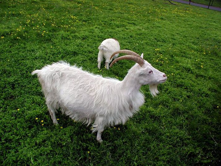 Búinn verður til stafrænn gagnagrunnur með ætternisupplýsingum um íslenska geitastofninn.