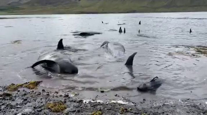 Hvalurinn lengst til vinstri á mynd var enn á lífi þegar Darja kom aðvífandi. Hinir hvalirnir voru þegar dauðir.