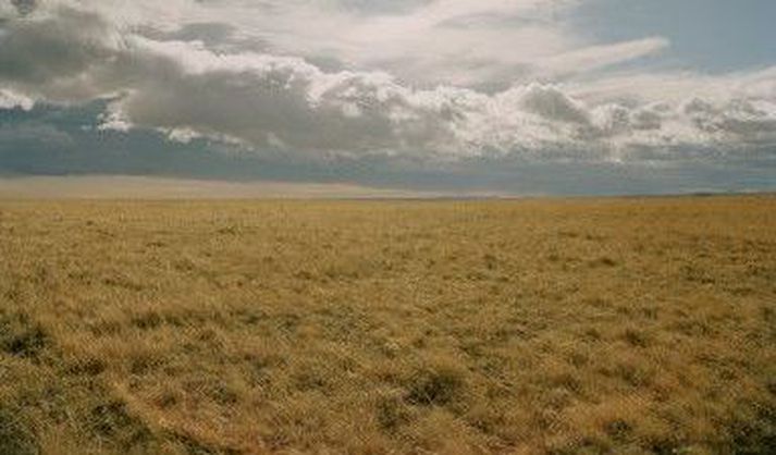 Grös velda gjarnan Íslendingum frjóofnæmi