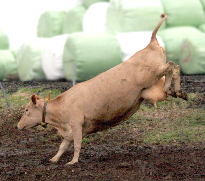 Skrýtnasta nafnið, sem ráðunautur í nautgriparækt hefur heyrt á kú er Kartöfluupptökkuvél. Rauðka er annars algengasta nafnið í fjósum landsins, Lukka er í öðru sæti og Skjalda í því þriðja.