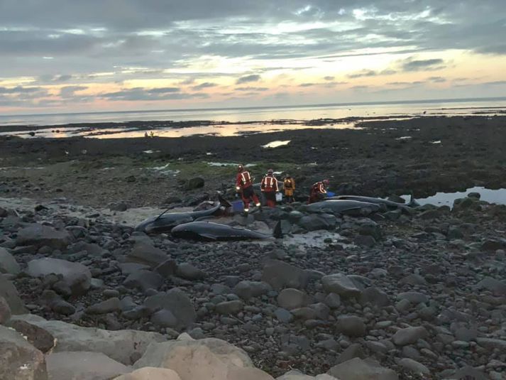 Frá aðgerðum björgunarsveitamanna í fjörunni við Garð um liðna helgi.