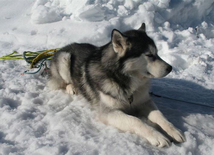 Alaskan Malamute eru sleðahundar.