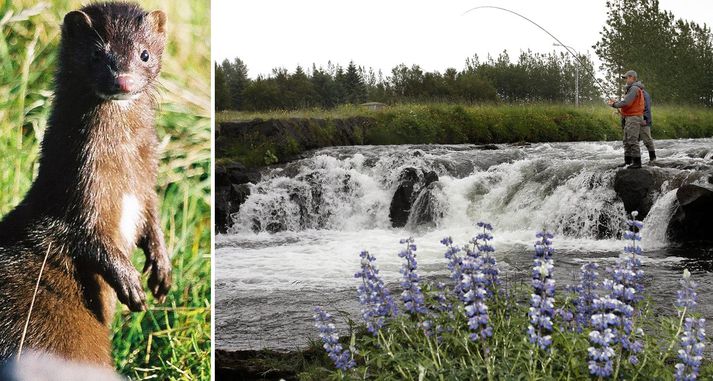 Laxveiði í Elliðaám hefur verið dræm og ekki bætir úr skák að sjaldan eða aldrei hefur verið eins mikið þar um mink og nú, og minkurinn drepur allt sem hann kemst í.