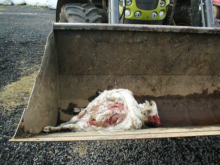 Lamb sem hundur drap Ömurleg aðkoma var að lambinu sem hundur drap ofan við Gljúfrastein í Mosfellsdal.