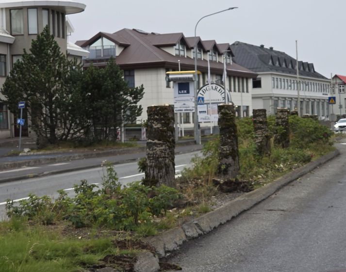 Aðeins tréstofnarnir standa eftir.