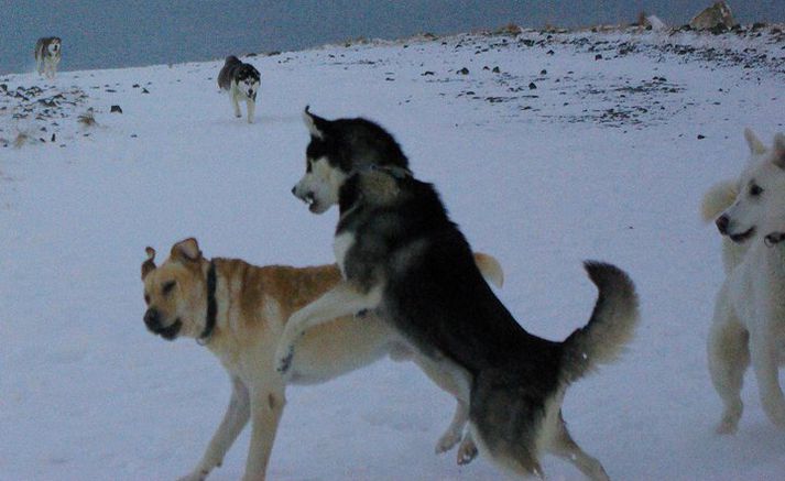 Hér sést labradorhundurinn lúffa fyrir husky hundunum. Labradorinn slapp án varanlegra meiðsla.